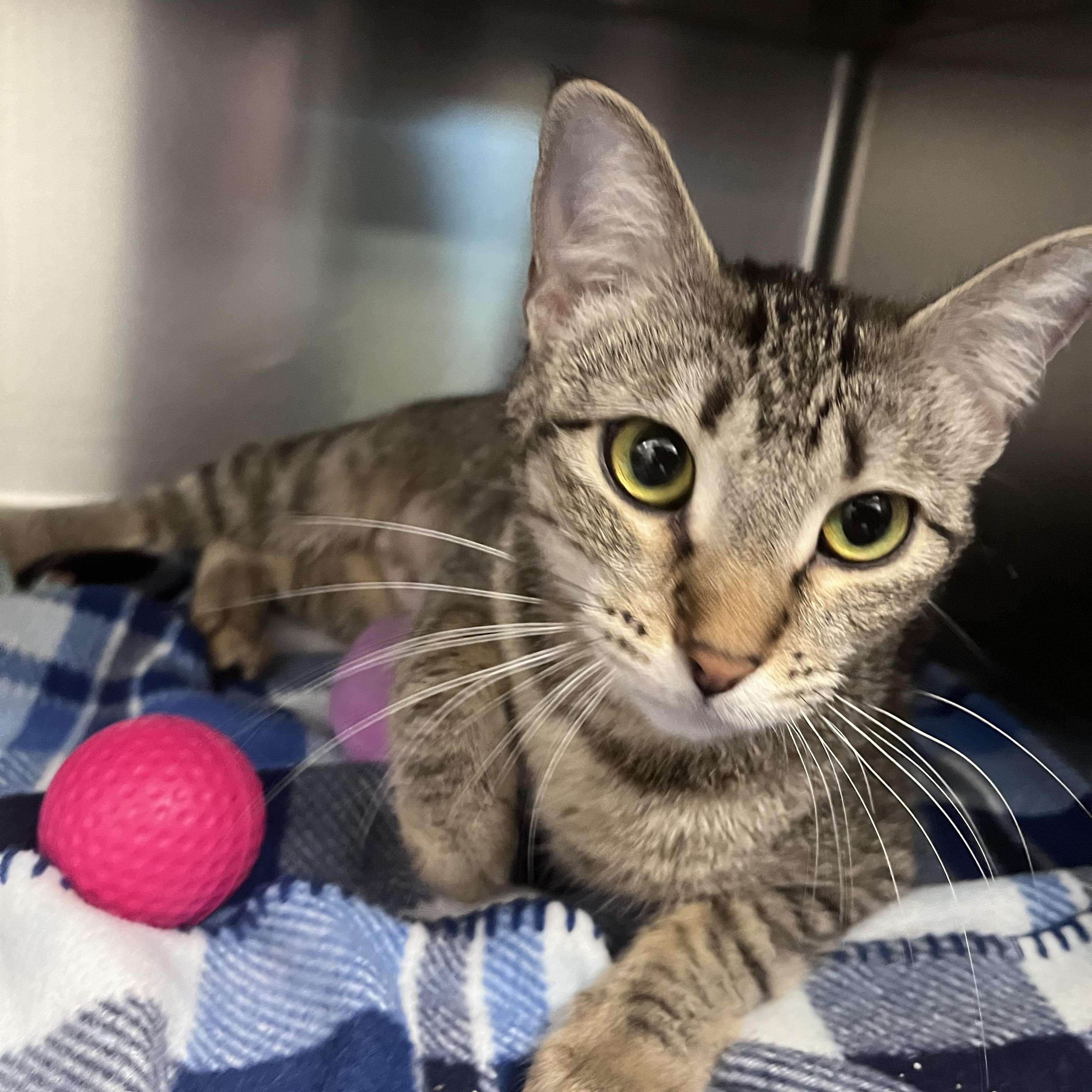 Enlarge Mary Kate, a ADOPTABLE Domestic Short Hair in Liberty, MO image 2/2