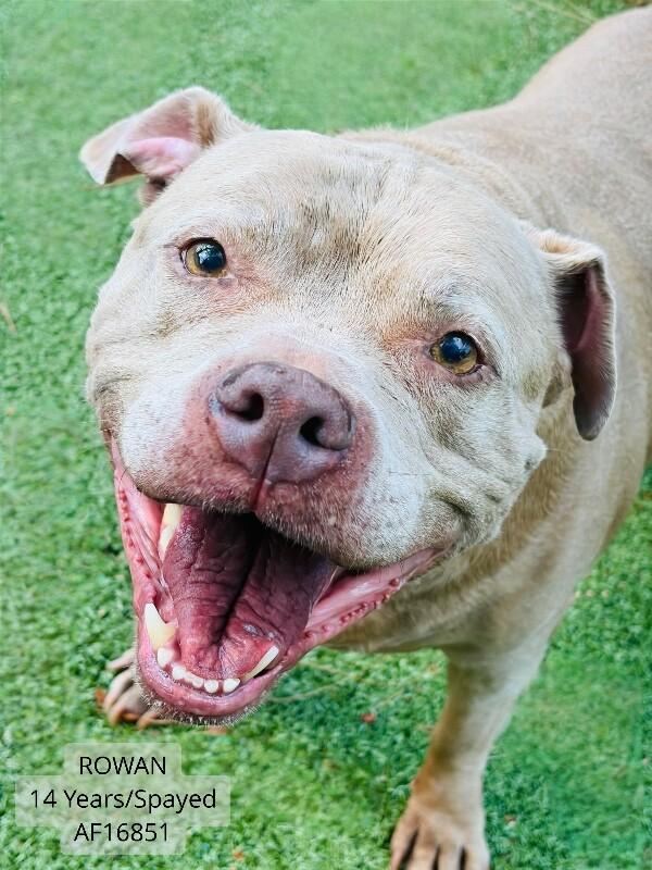 Rowan, Adoptable, Adult Female Pit Bull Terrier & Mixed Breed.