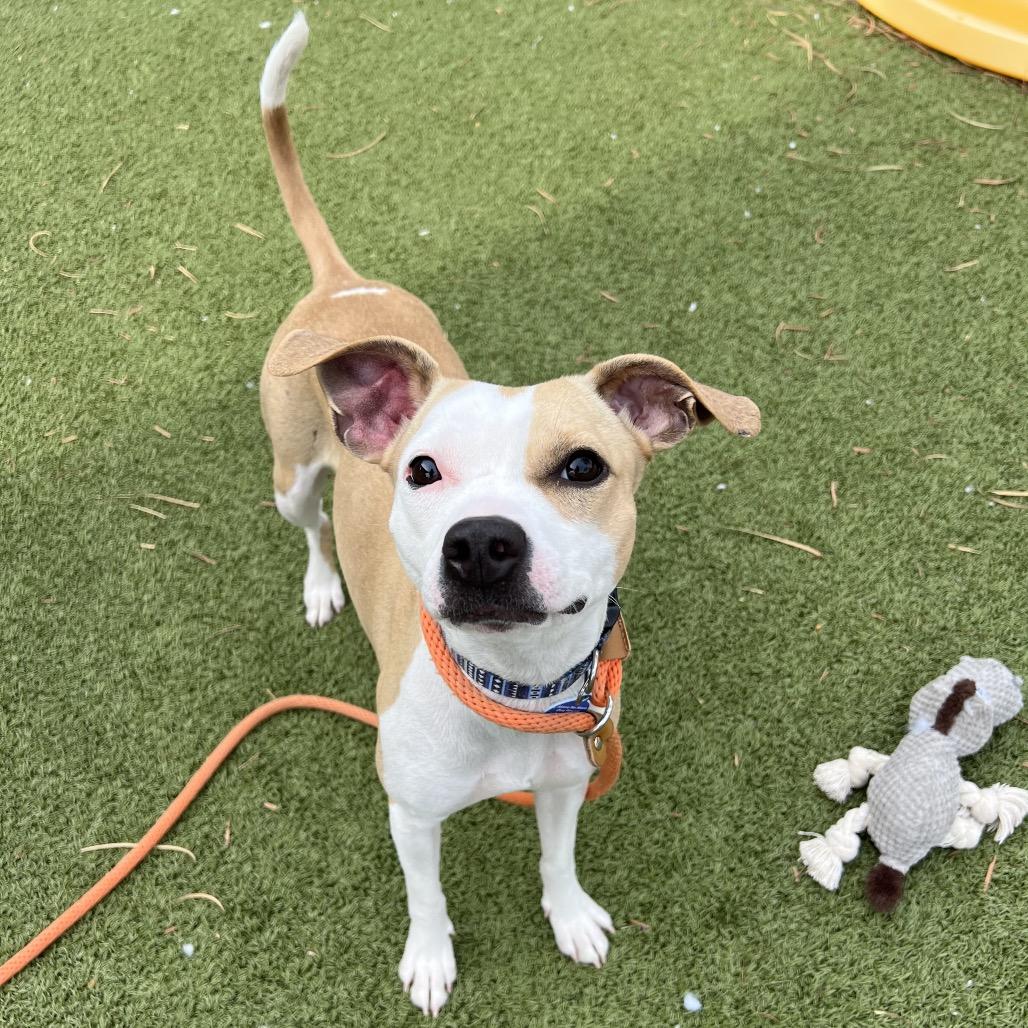 Maki, Adoptable, Adult Female Chihuahua.