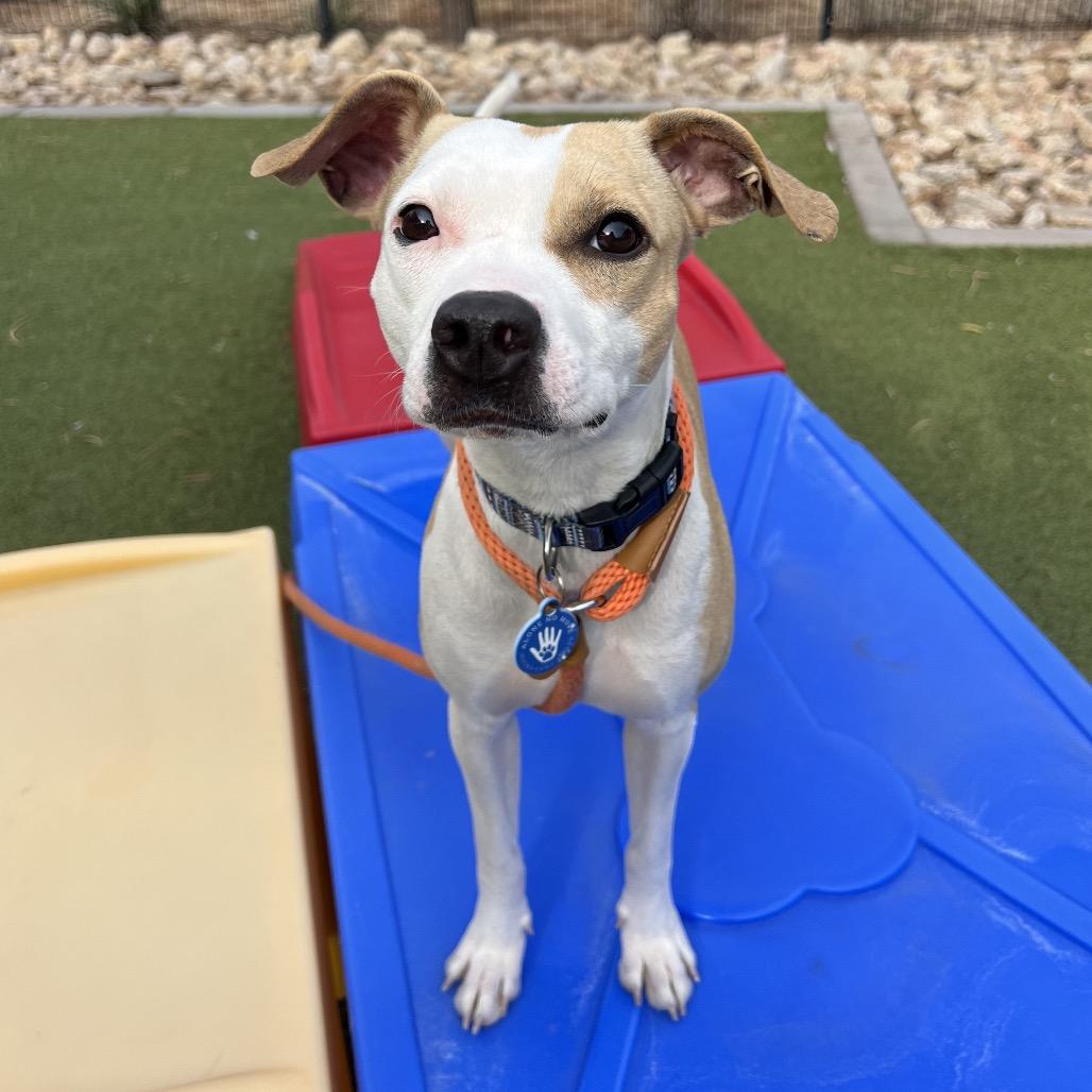 Enlarge Maki, a Adoptable Chihuahua in Apache Junction, AZ image 2/6