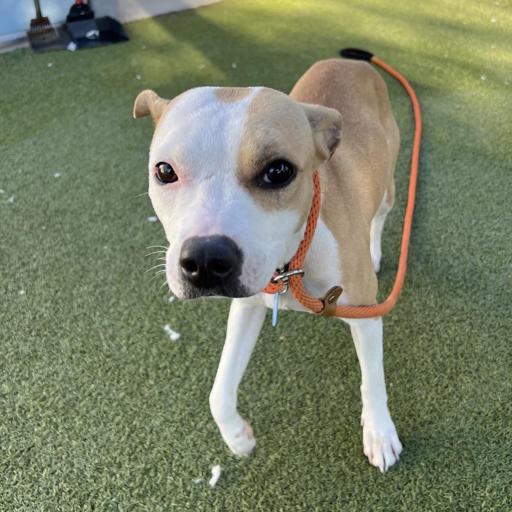 Enlarge Maki, a Adoptable Chihuahua in Apache Junction, AZ image 3/6