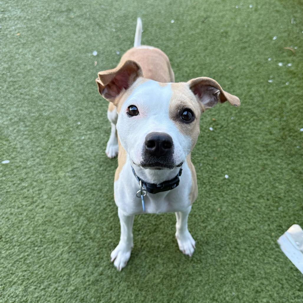 Enlarge Maki, a Adoptable Chihuahua in Apache Junction, AZ image 4/6