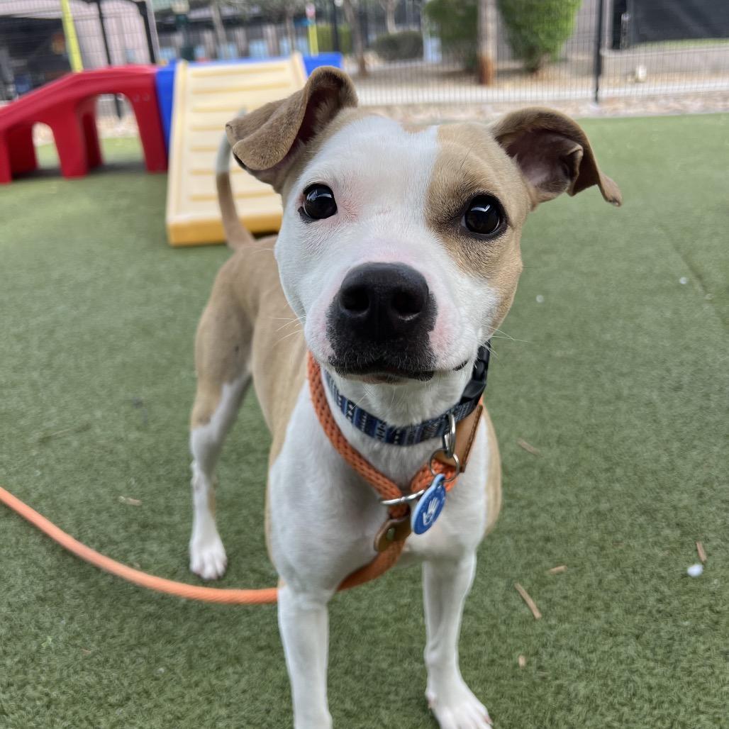 Enlarge Maki, a Adoptable Chihuahua in Apache Junction, AZ image 5/6