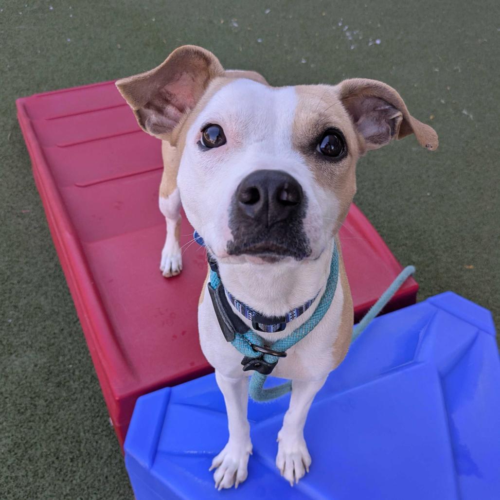 Enlarge Maki, a Adoptable Chihuahua in Apache Junction, AZ image 6/6