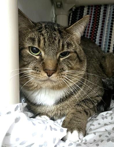 PUMBA, Adoptable, Adult Male Domestic Short Hair.