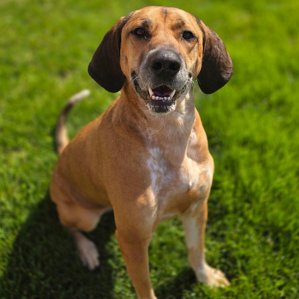 Leia, a Adoptable mixed breed in Milan, IL image 4/4