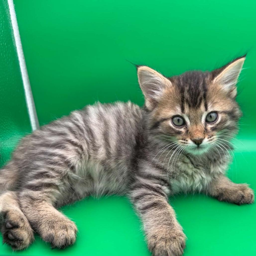 Angel Pie, a Adoptable Domestic Short Hair in Escondido, CA image 1/6