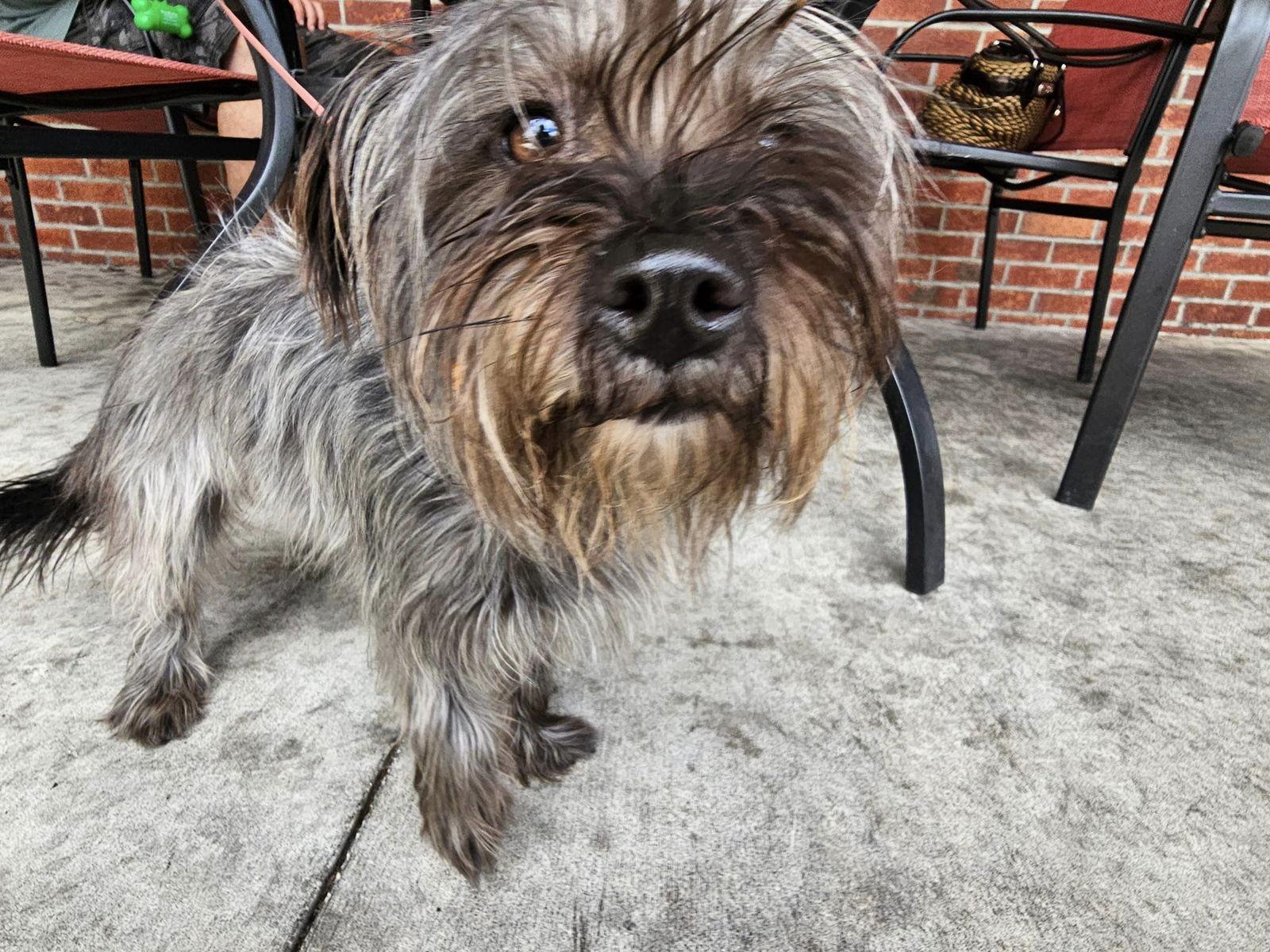 Enlarge Winnie, a Adopted Schnauzer in Pompano Beach, FL image 1/3