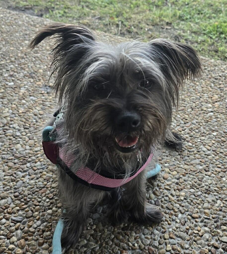 Enlarge Winnie, a Adopted Schnauzer in Pompano Beach, FL image 3/3