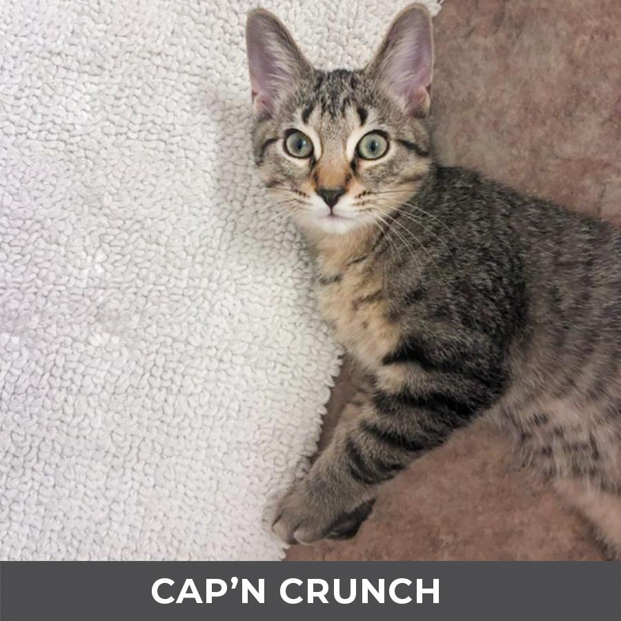 Enlarge Cap'n Crunch, a ADOPTABLE Domestic Short Hair in Etobicoke, ON image 1/3