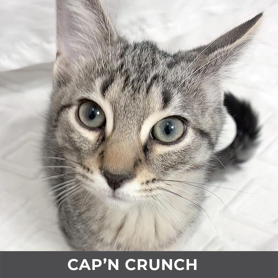 Enlarge Cap'n Crunch, a ADOPTABLE Domestic Short Hair in Etobicoke, ON image 2/3