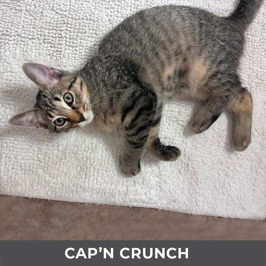 Enlarge Cap'n Crunch, a ADOPTABLE Domestic Short Hair in Etobicoke, ON image 3/3