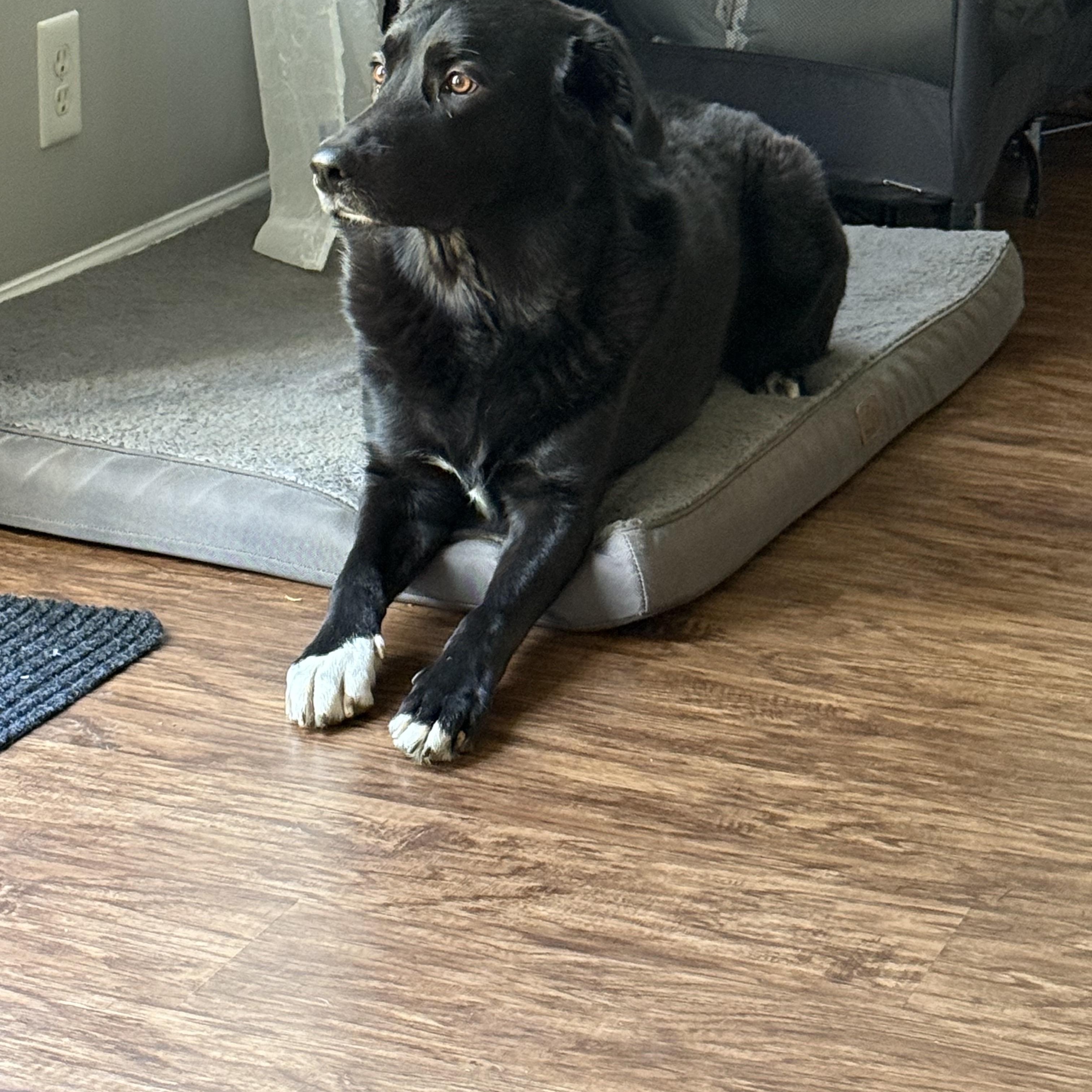 Ollie was Gibson, an adoptable Black Labrador Retriever in Mount Juliet, TN, 37122 | Photo Image 1