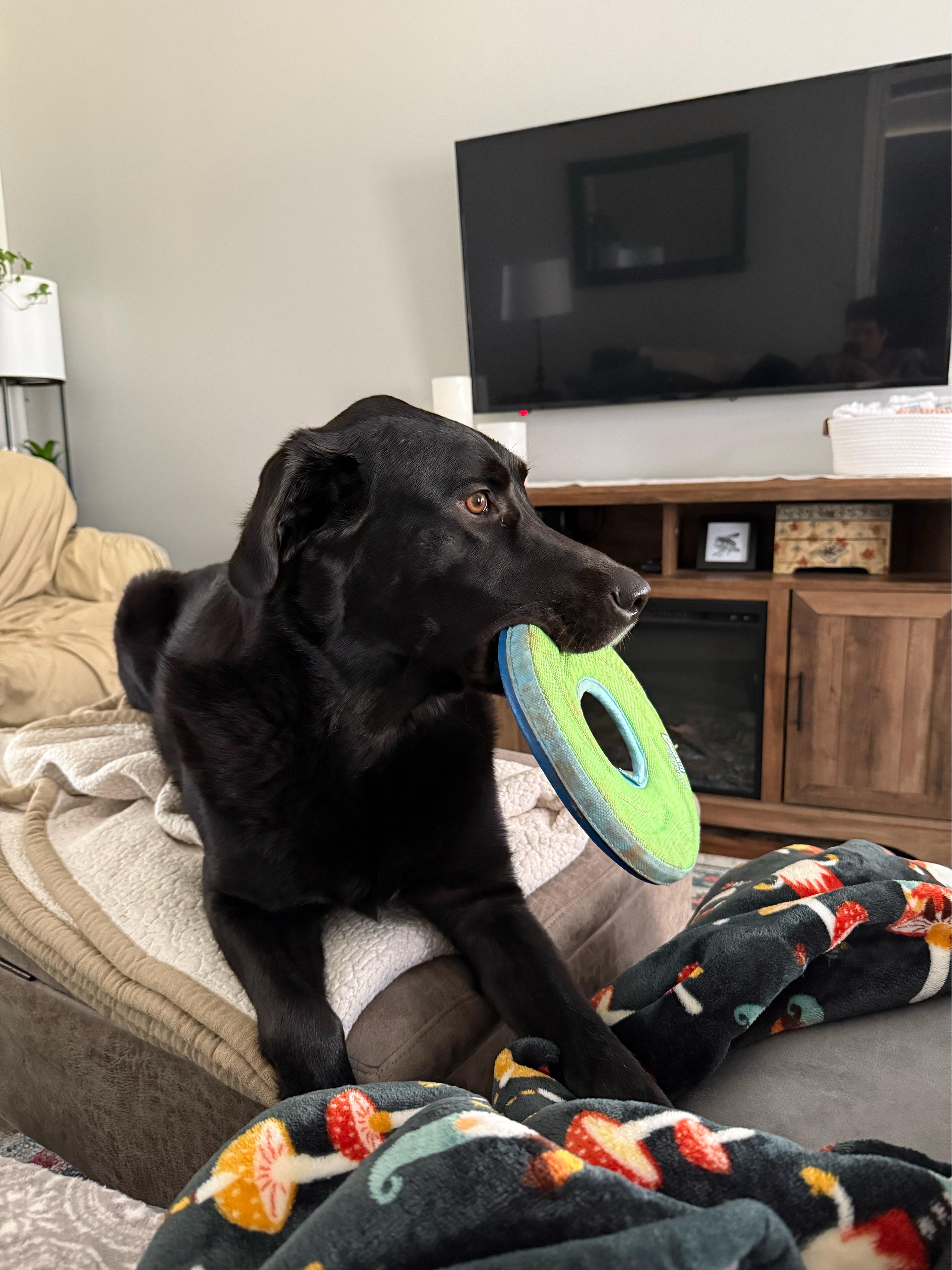 Ollie was Gibson, an adoptable Black Labrador Retriever in Mount Juliet, TN, 37122 | Photo Image 2