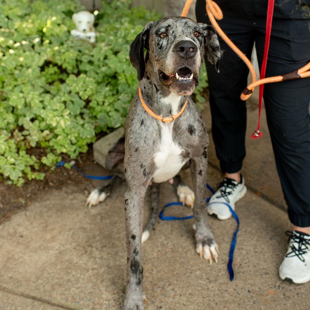 Enlarge Iris, a Adopted Great Dane in Chester Springs, PA image 5/5