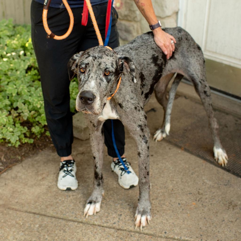 Iris, Adopted, Adult Female Great Dane.