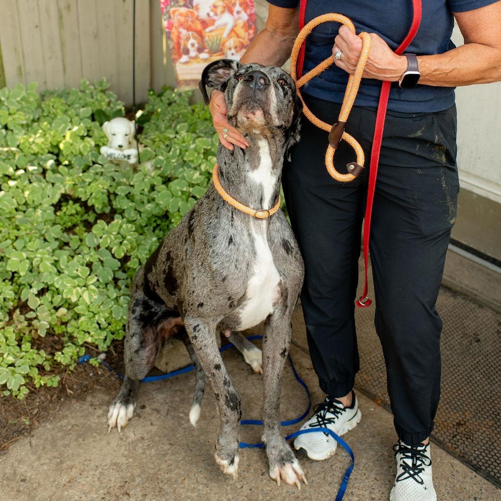 Enlarge Iris, a Adopted Great Dane in Chester Springs, PA image 2/5