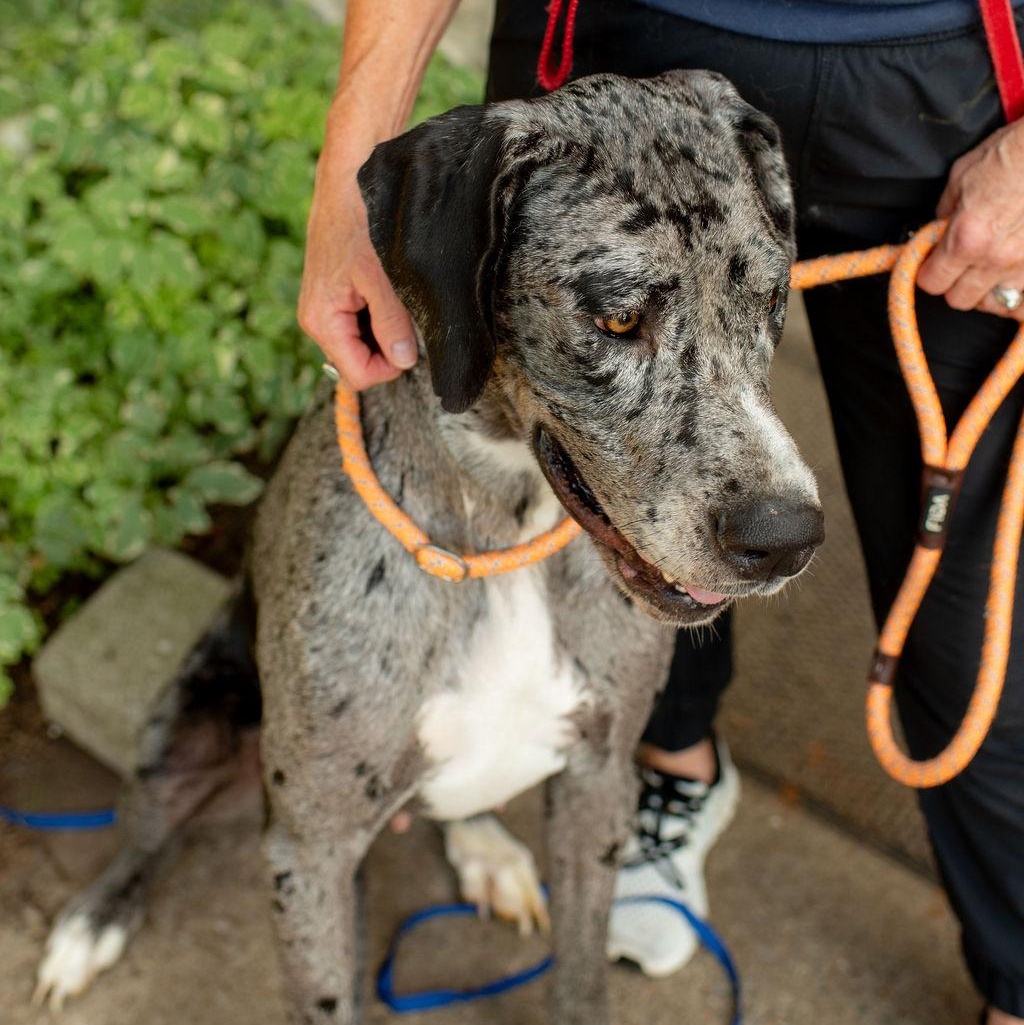 Enlarge Iris, a Adopted Great Dane in Chester Springs, PA image 4/5