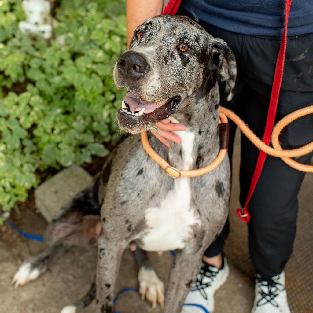 Enlarge Iris, a Adopted Great Dane in Chester Springs, PA image 3/5