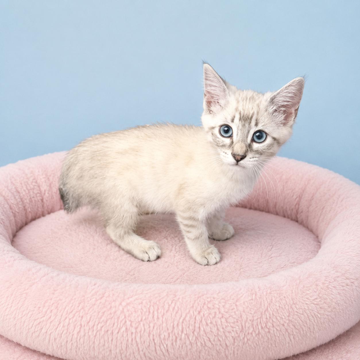 Dinah, a ADOPTABLE Siamese in Long Beach, WA image 4/5