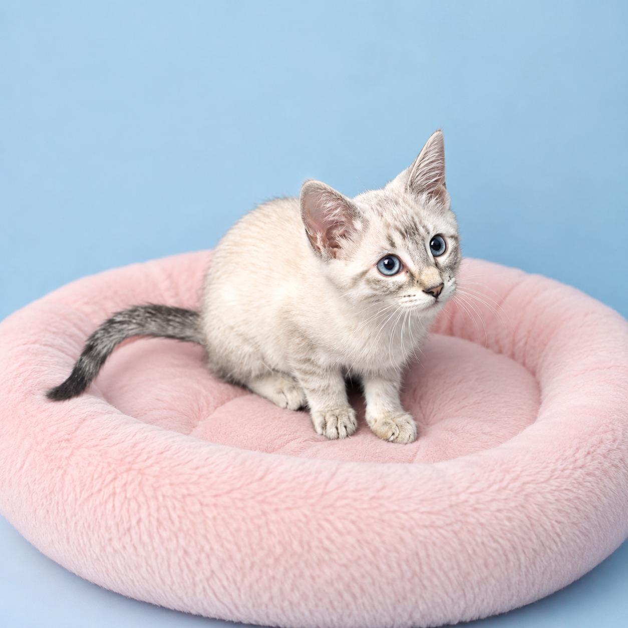 Dinah, a ADOPTABLE Siamese in Long Beach, WA image 2/5