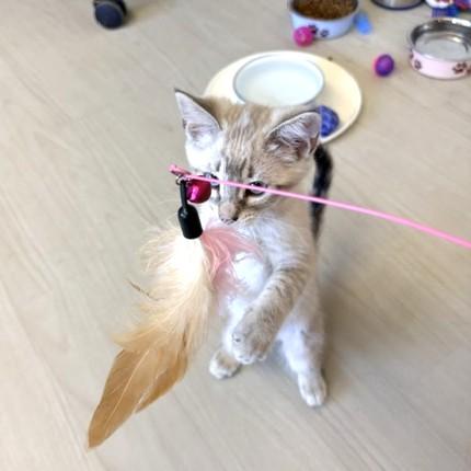 Dinah, a ADOPTABLE Siamese in Long Beach, WA image 3/5
