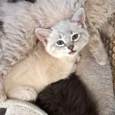 Dinah, a ADOPTABLE Siamese in Long Beach, WA image 5/5