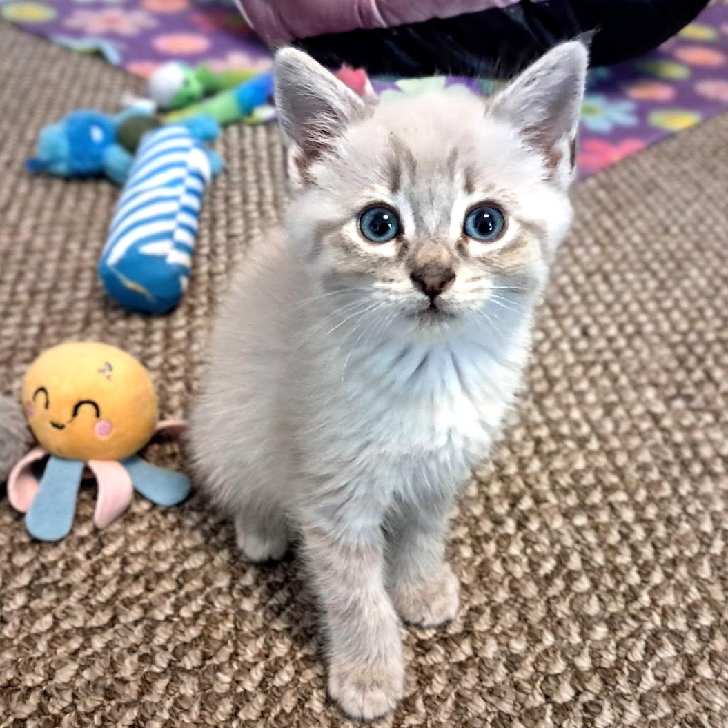 Dinah, a ADOPTABLE Siamese in Long Beach, WA image 1/5