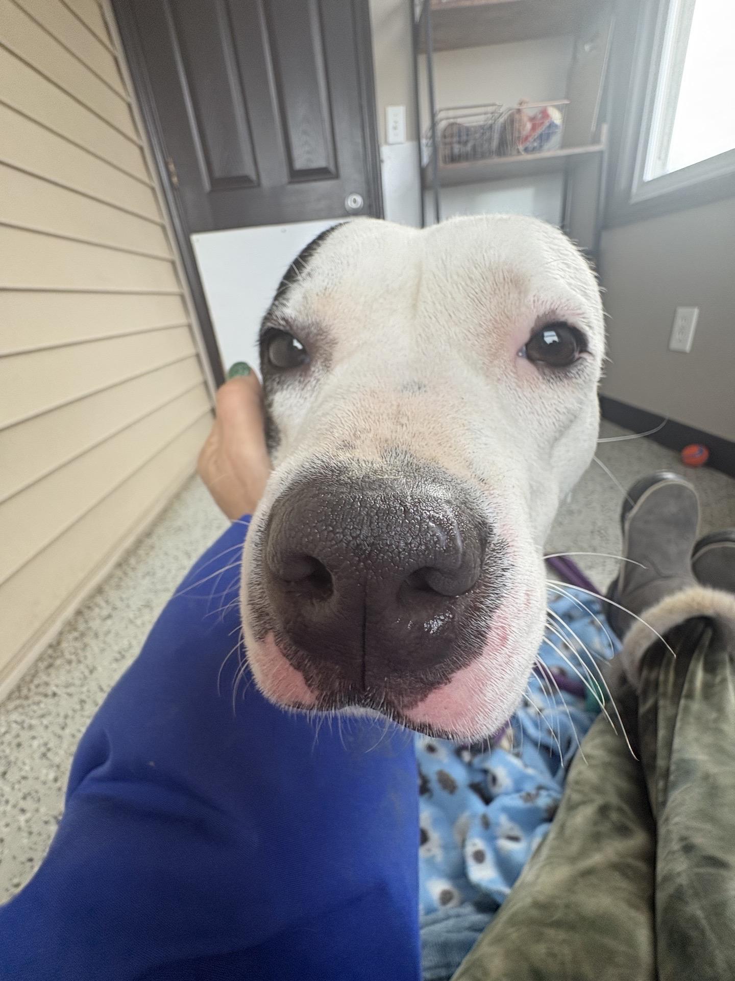 Faye, a Adoptable mixed breed in Oxford, MI image 6/6