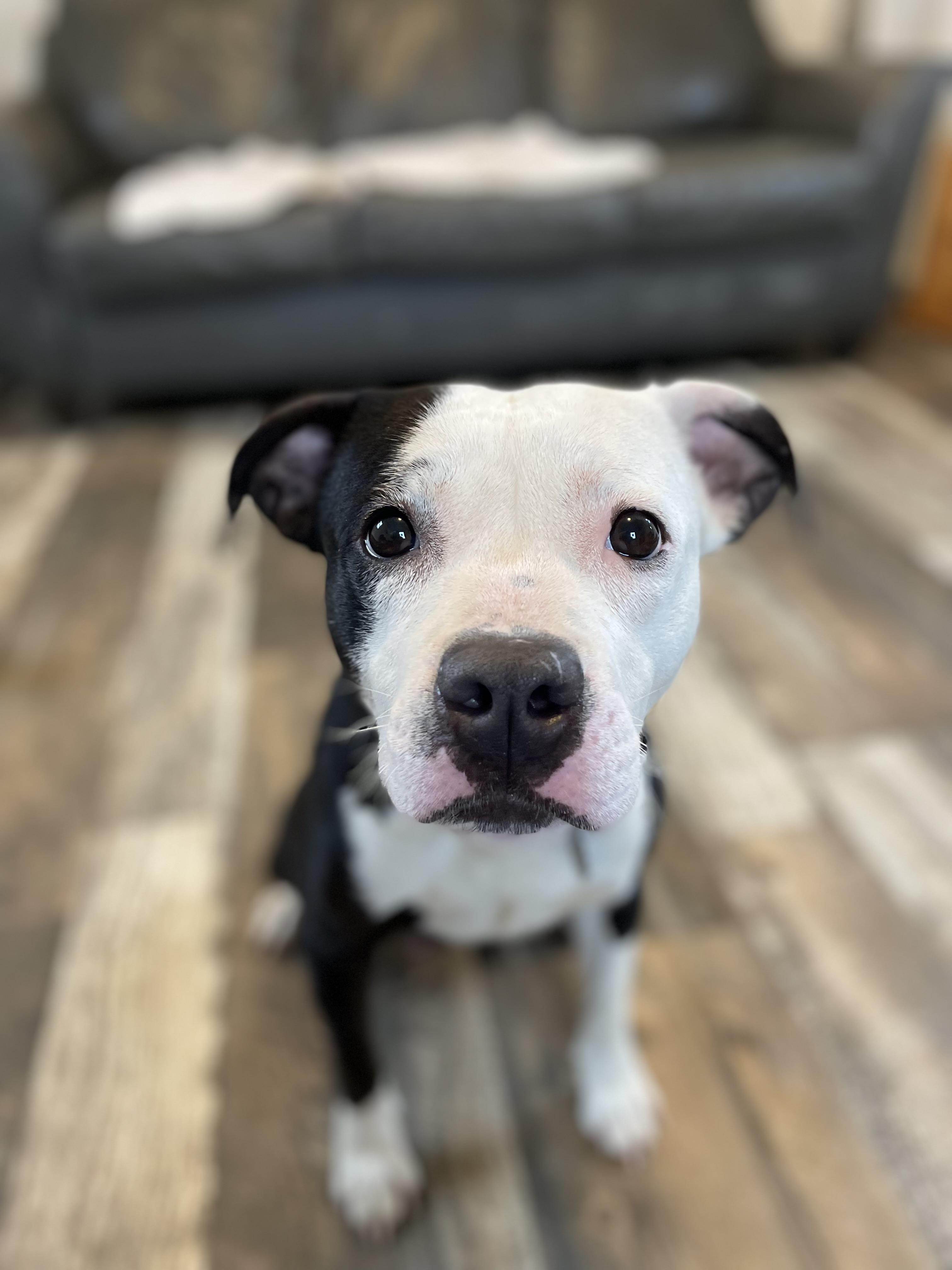 Faye, a Adoptable mixed breed in Oxford, MI image 5/6