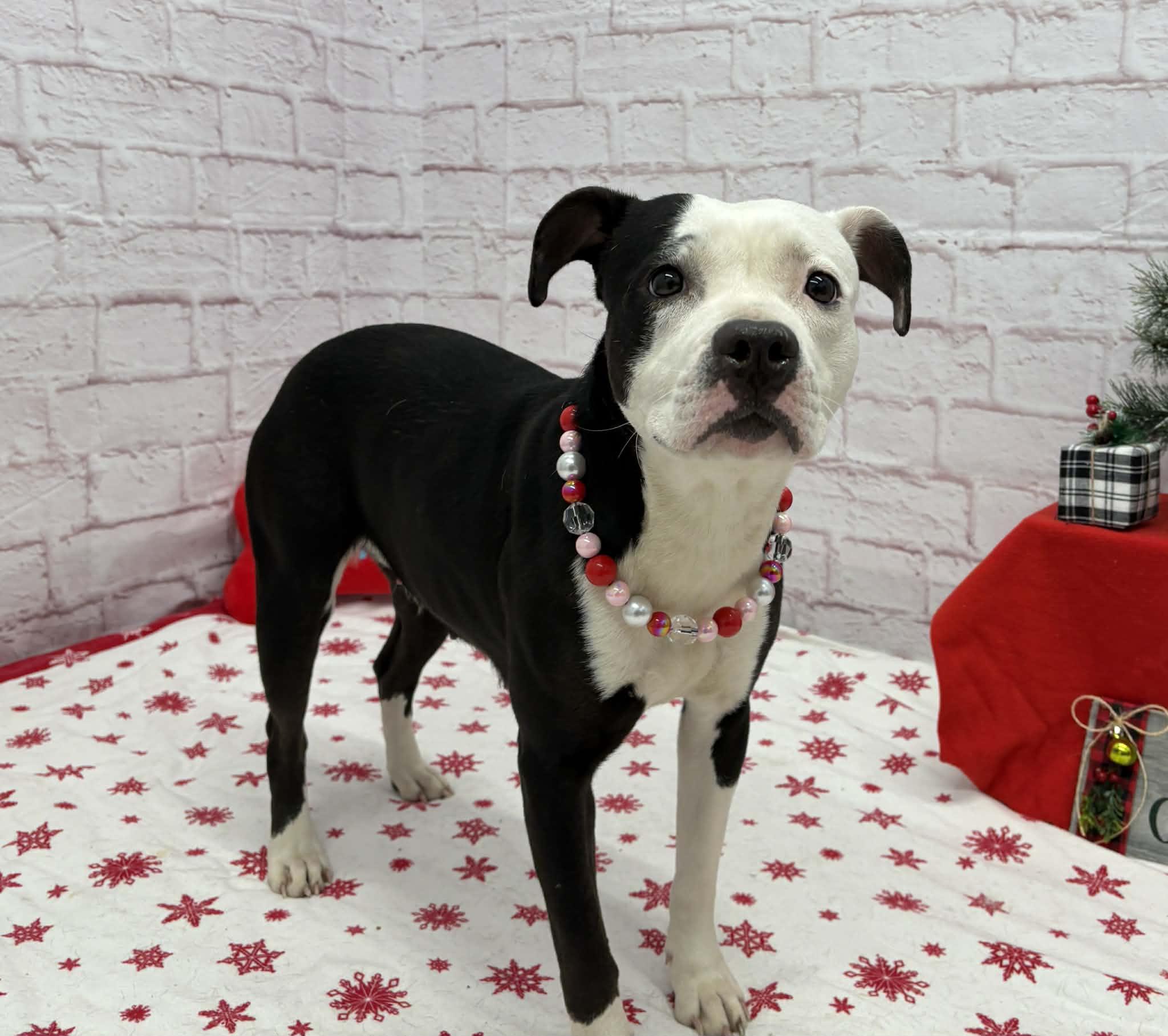 Faye, a Adoptable mixed breed in Oxford, MI image 3/6