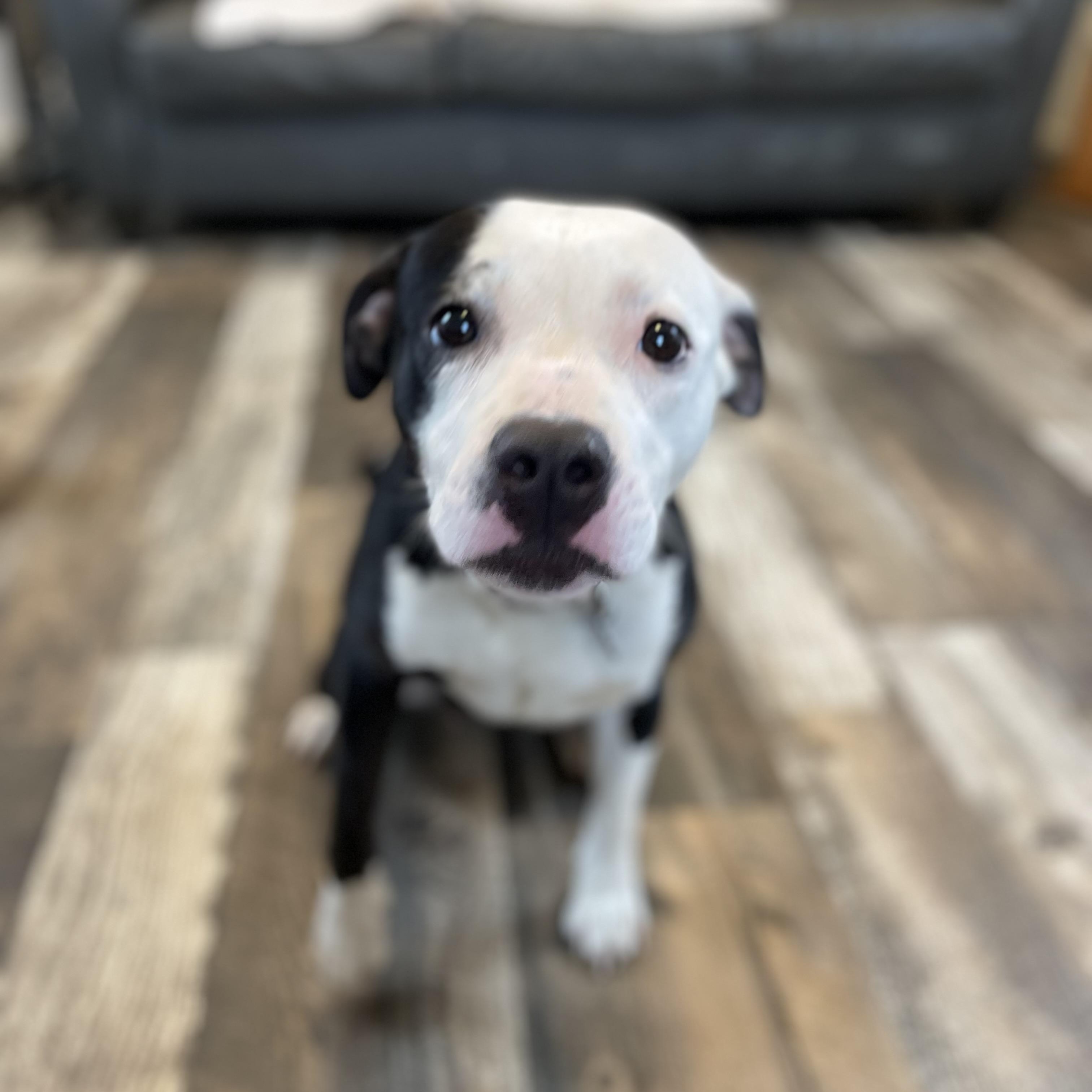 Faye, a Adoptable mixed breed in Oxford, MI image 1/6