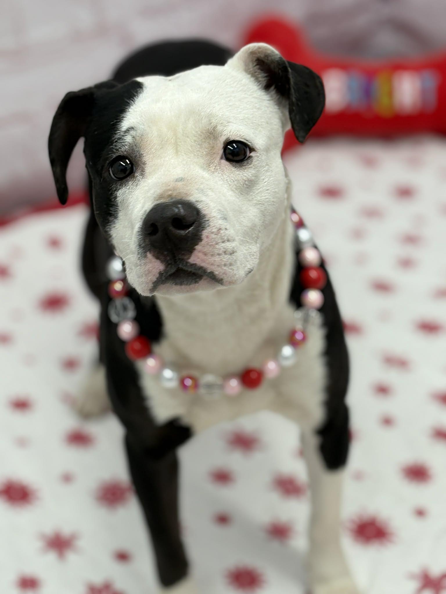 Faye, a Adoptable mixed breed in Oxford, MI image 2/6