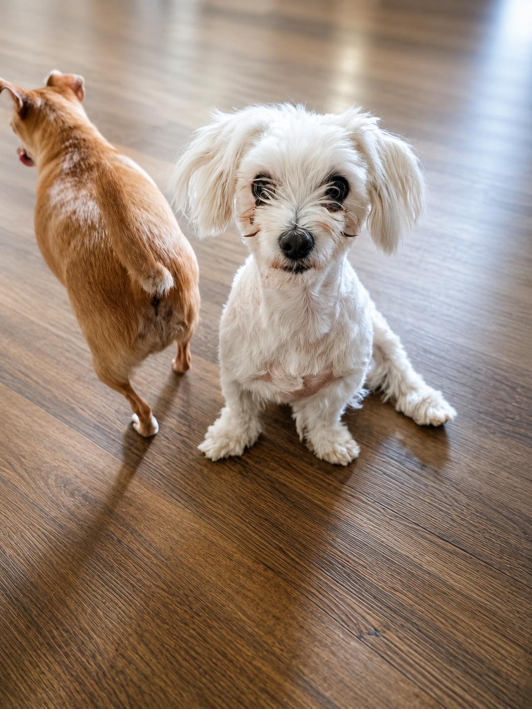 Enlarge Amber, a Adoptable Maltese in Antioch, IL image 2/2