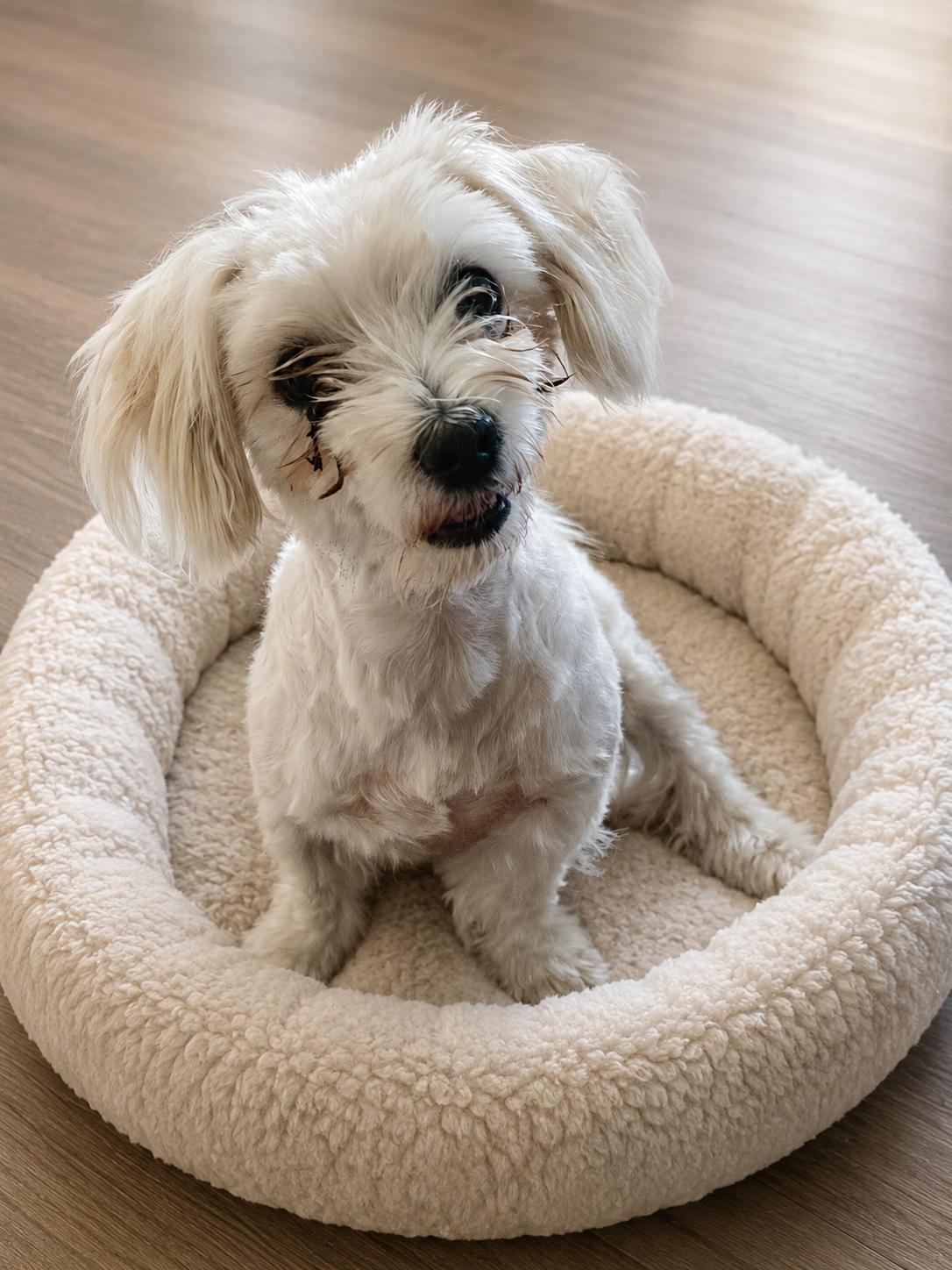 Enlarge Amber, a Adoptable Maltese in Antioch, IL image 1/2