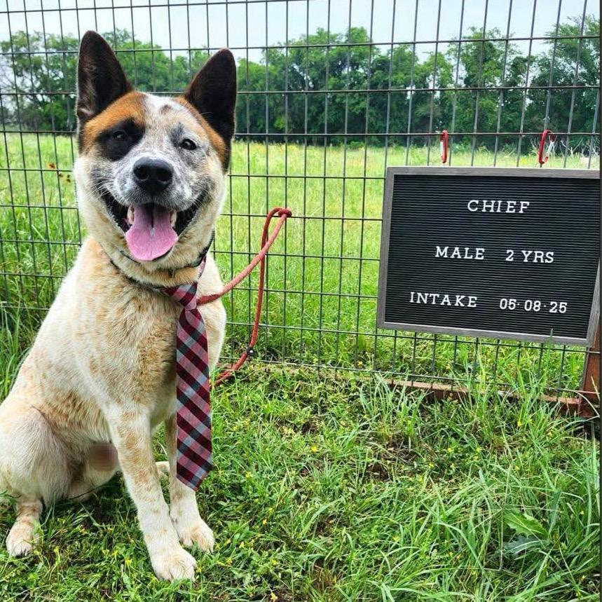 Chief photo 6