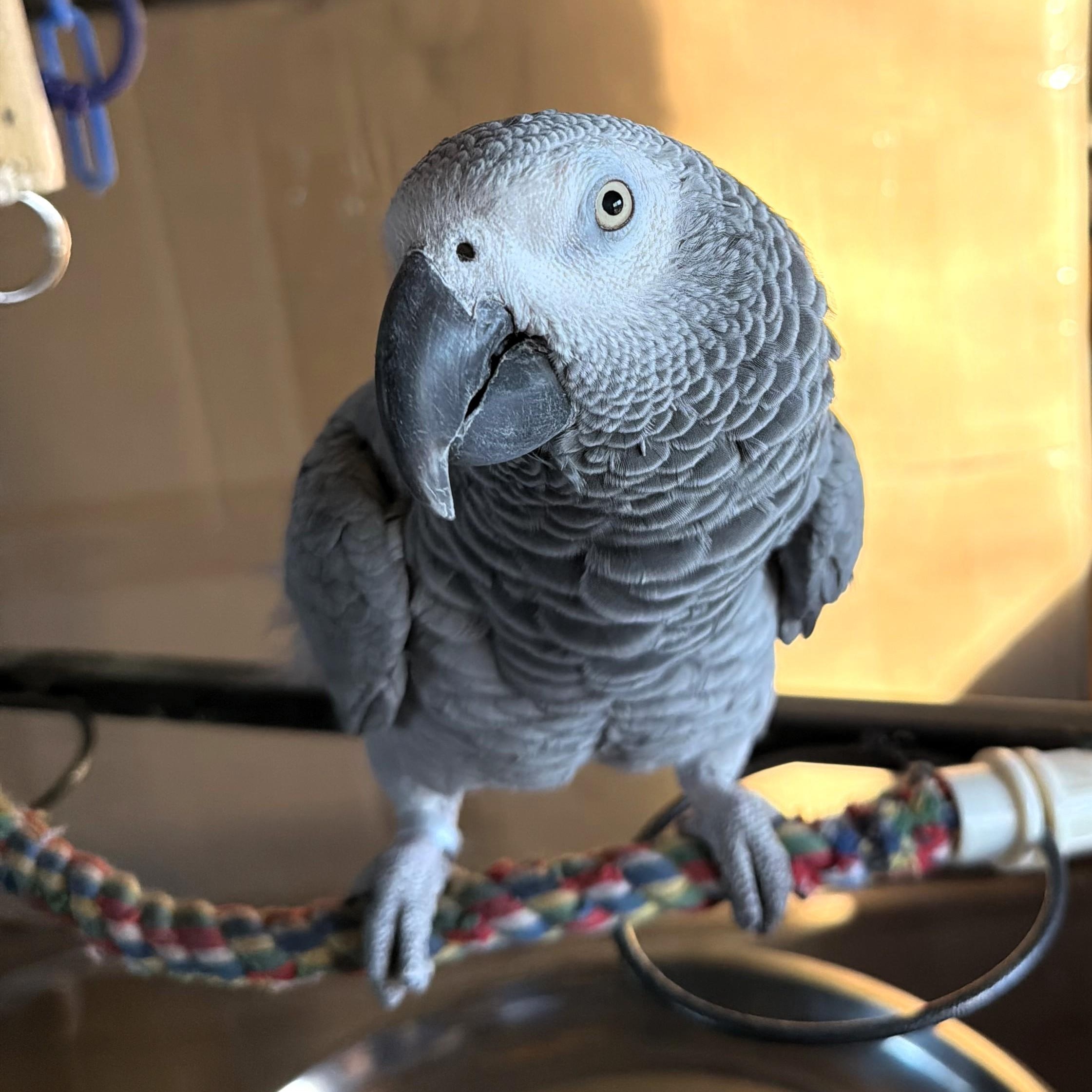 Enlarge Shadow, a Adoptable African Grey in Lenexa, KS image 1/1