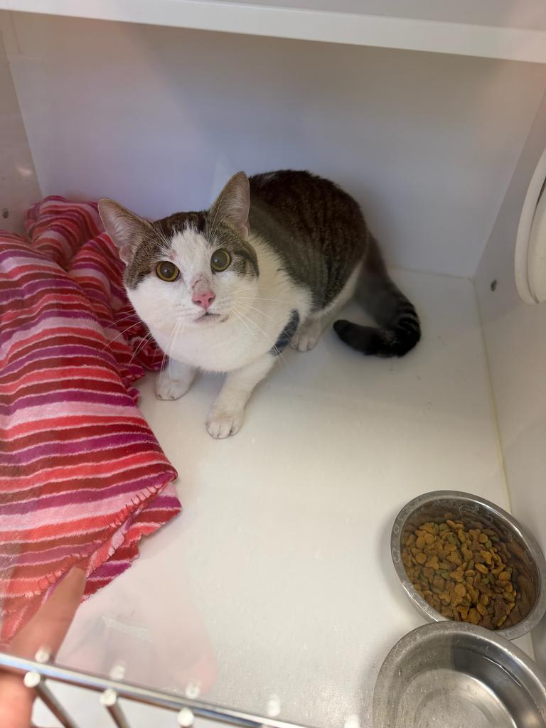 Fat Albert, Adoptable, Adult Male Domestic Short Hair.