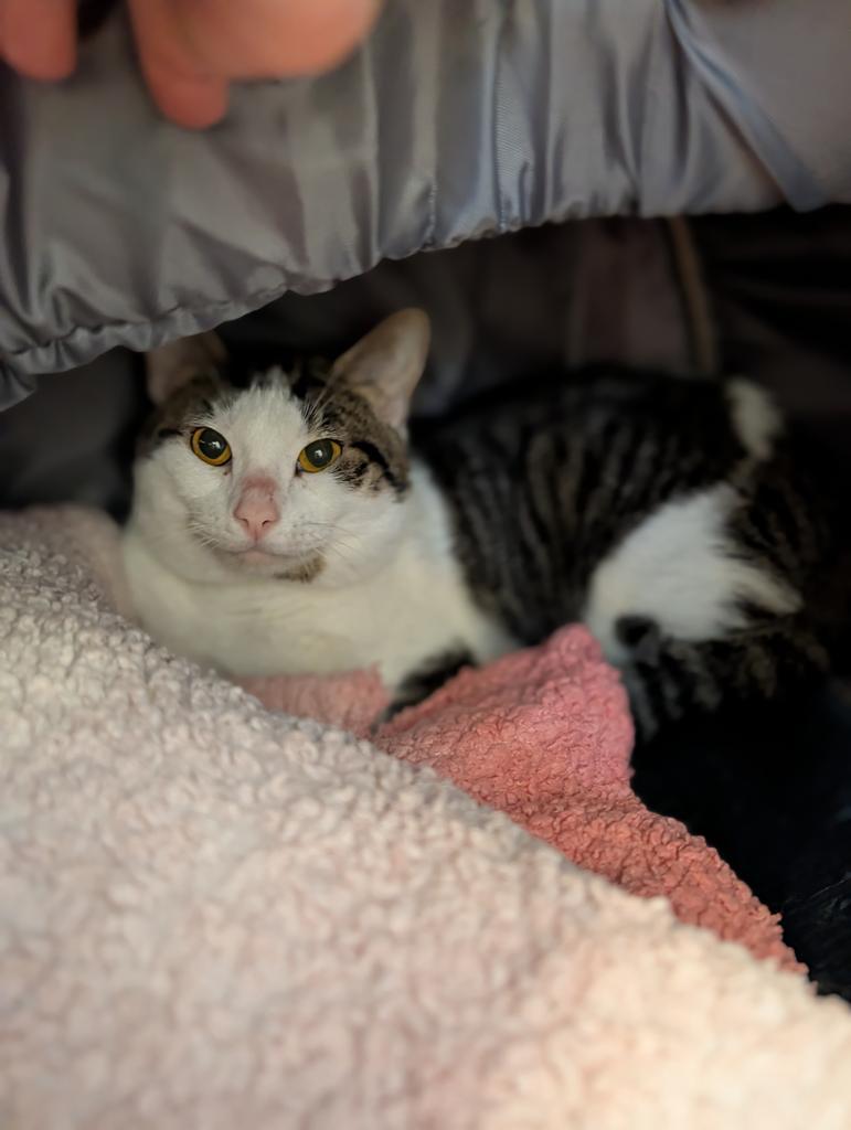 Enlarge Fat Albert, a Adoptable mixed breed in Greenfield, IN image 2/2