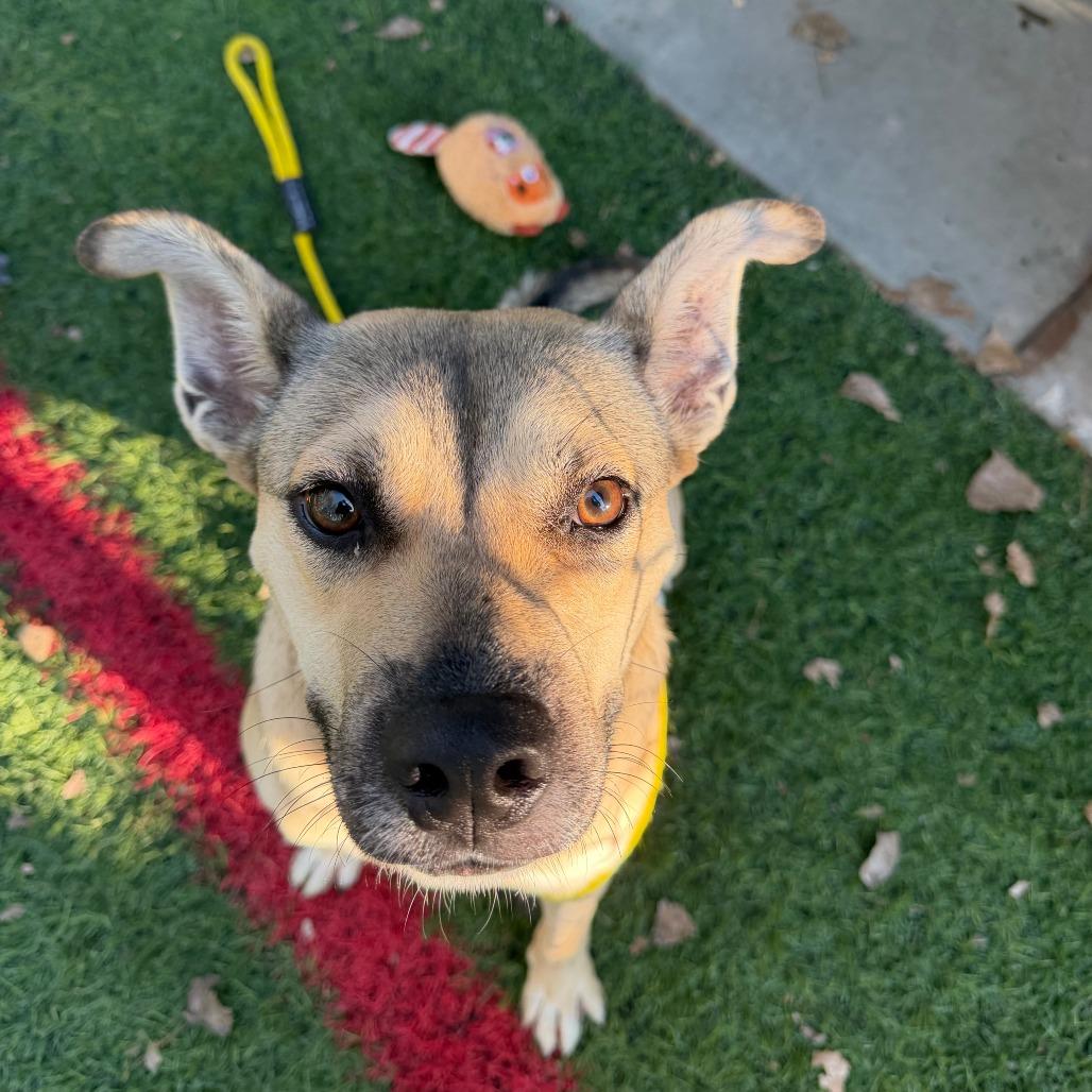 Rebekah, Adoptable, Young Female Shepherd.