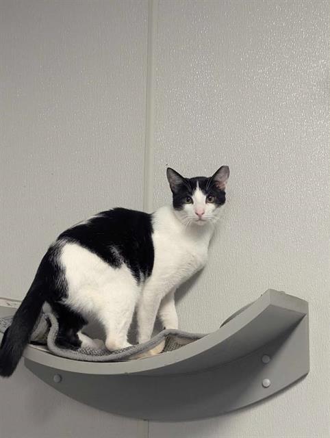 SILVER, Adoptable, Young Male Domestic Short Hair.