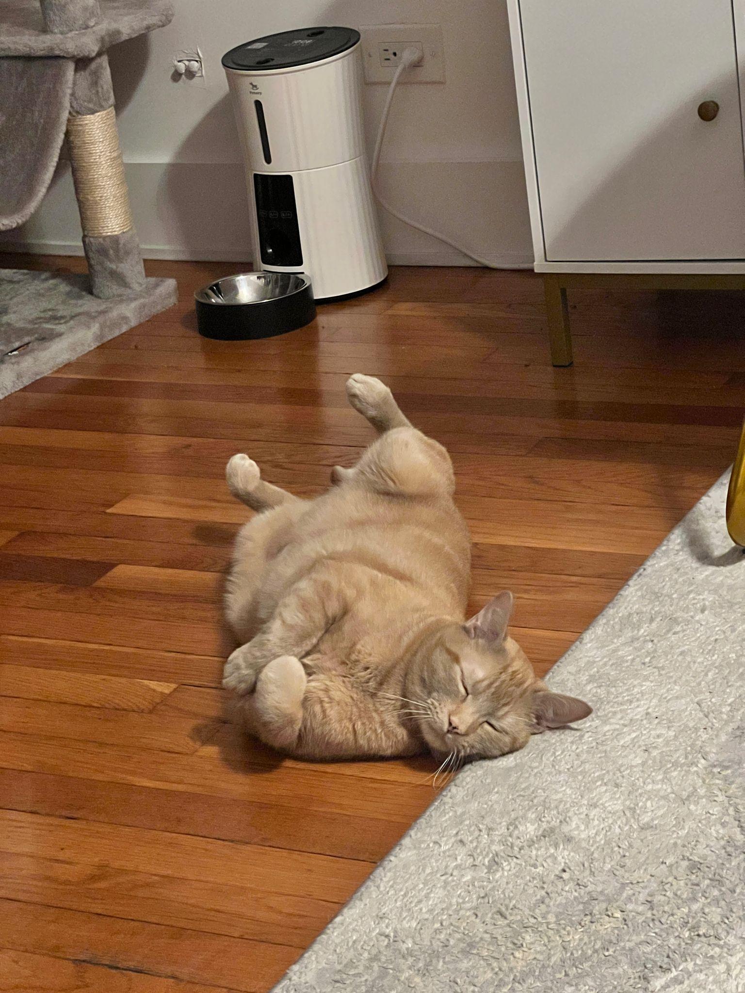 Leo is a playful people-loving 4-year-old cat with a big personality and an even bigger appetite T