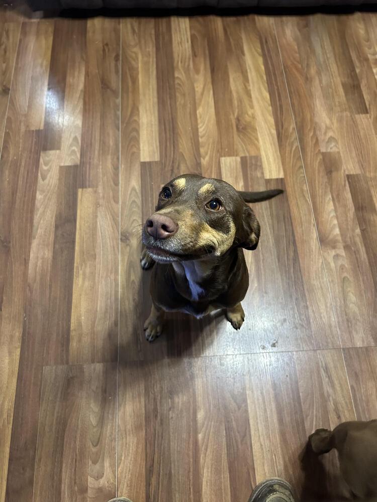 Lola, Adoptable, Young Female Mixed Breed.