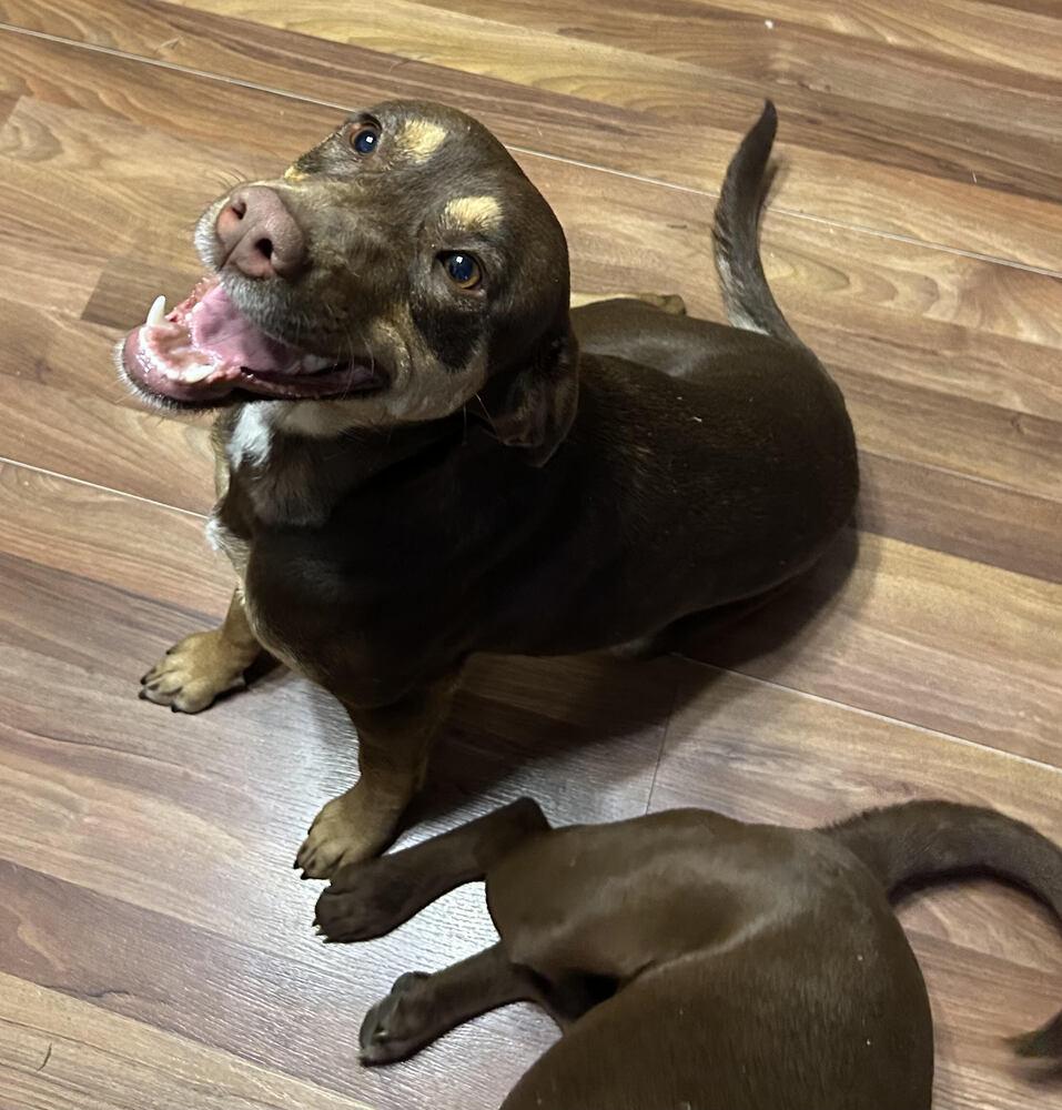 Enlarge Lola, a Adoptable Mixed Breed in Chattanooga, TN image 2/3