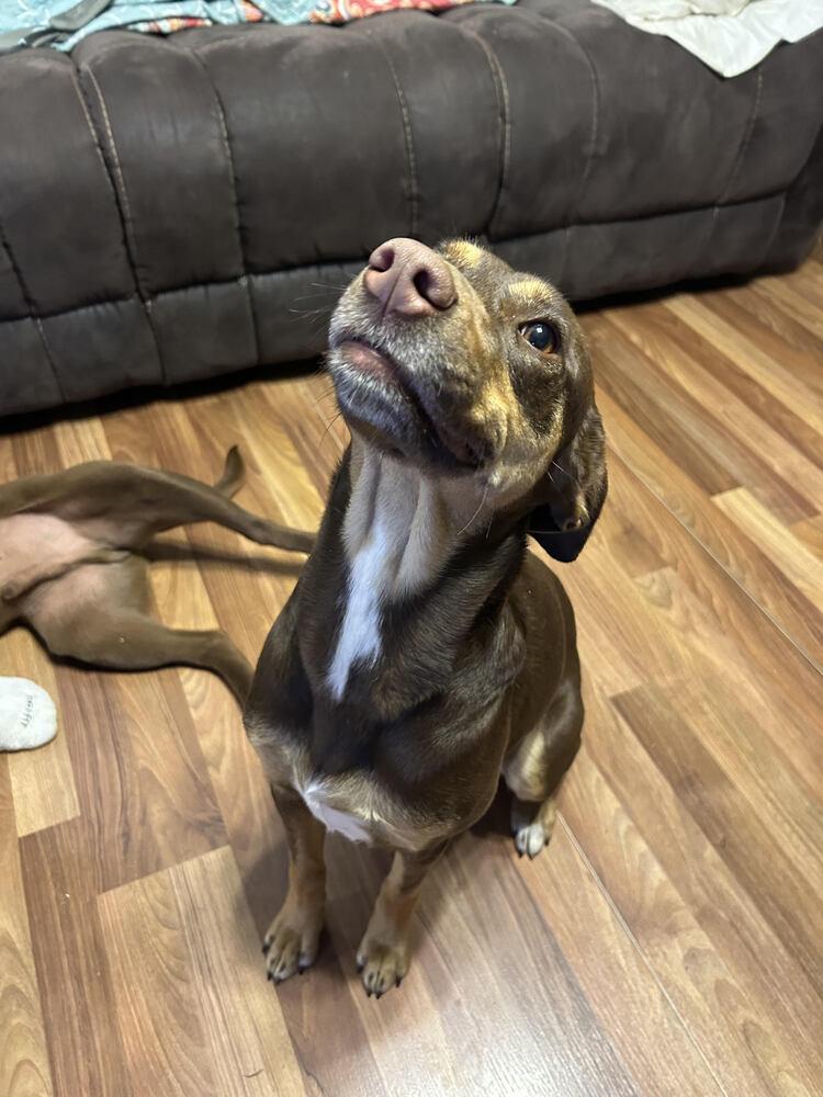 Enlarge Lola, a Adoptable Mixed Breed in Chattanooga, TN image 3/3