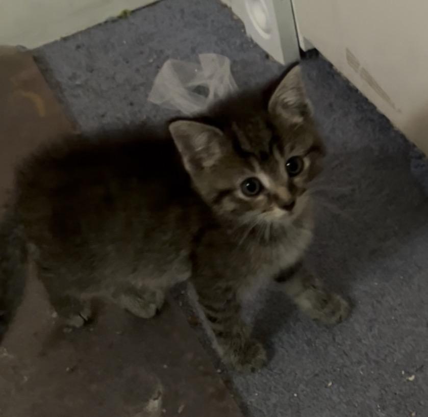 Enlarge Barney, a ADOPTABLE Domestic Short Hair in Morgantown, WV image 3/6