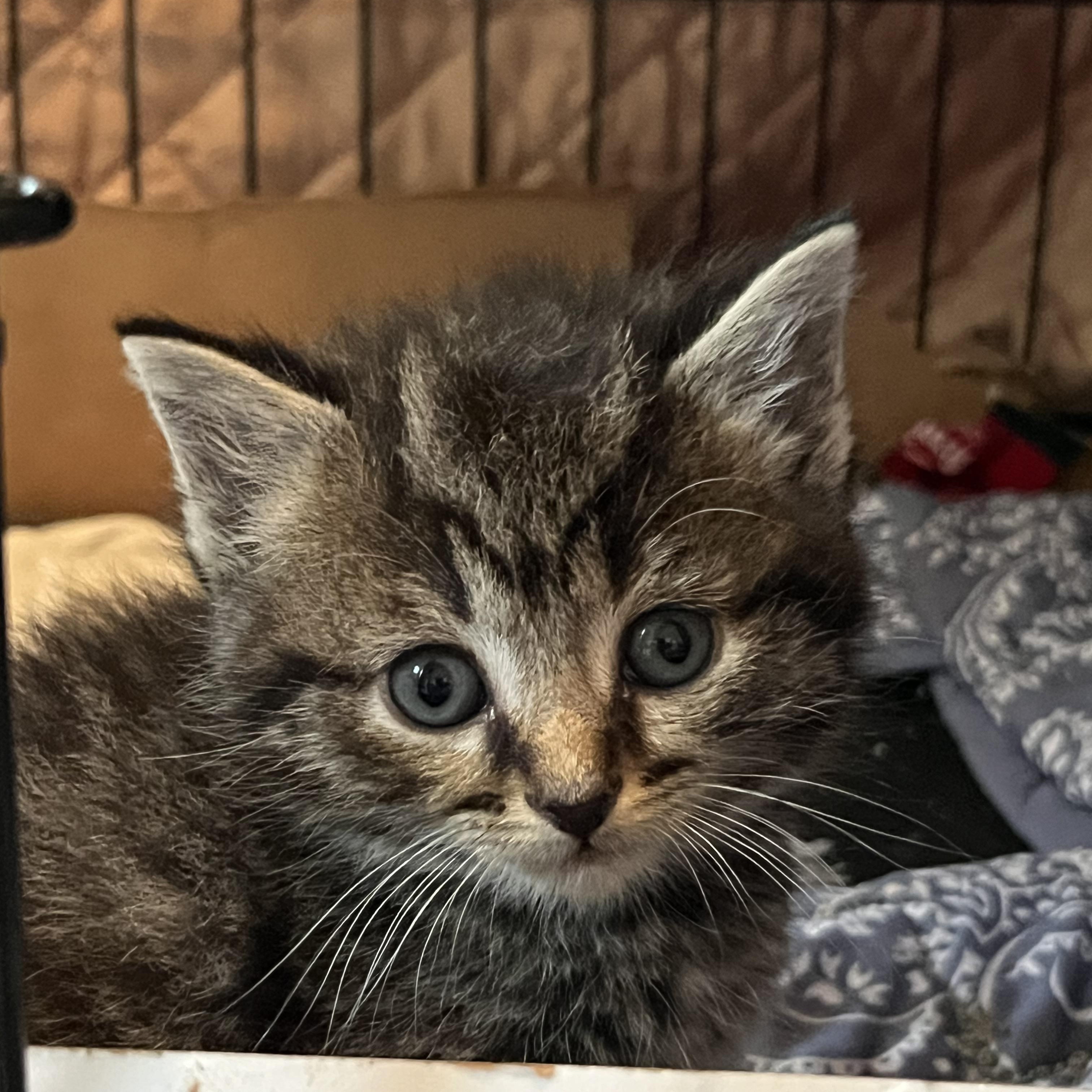 Enlarge Barney, a ADOPTABLE Domestic Short Hair in Morgantown, WV image 5/6