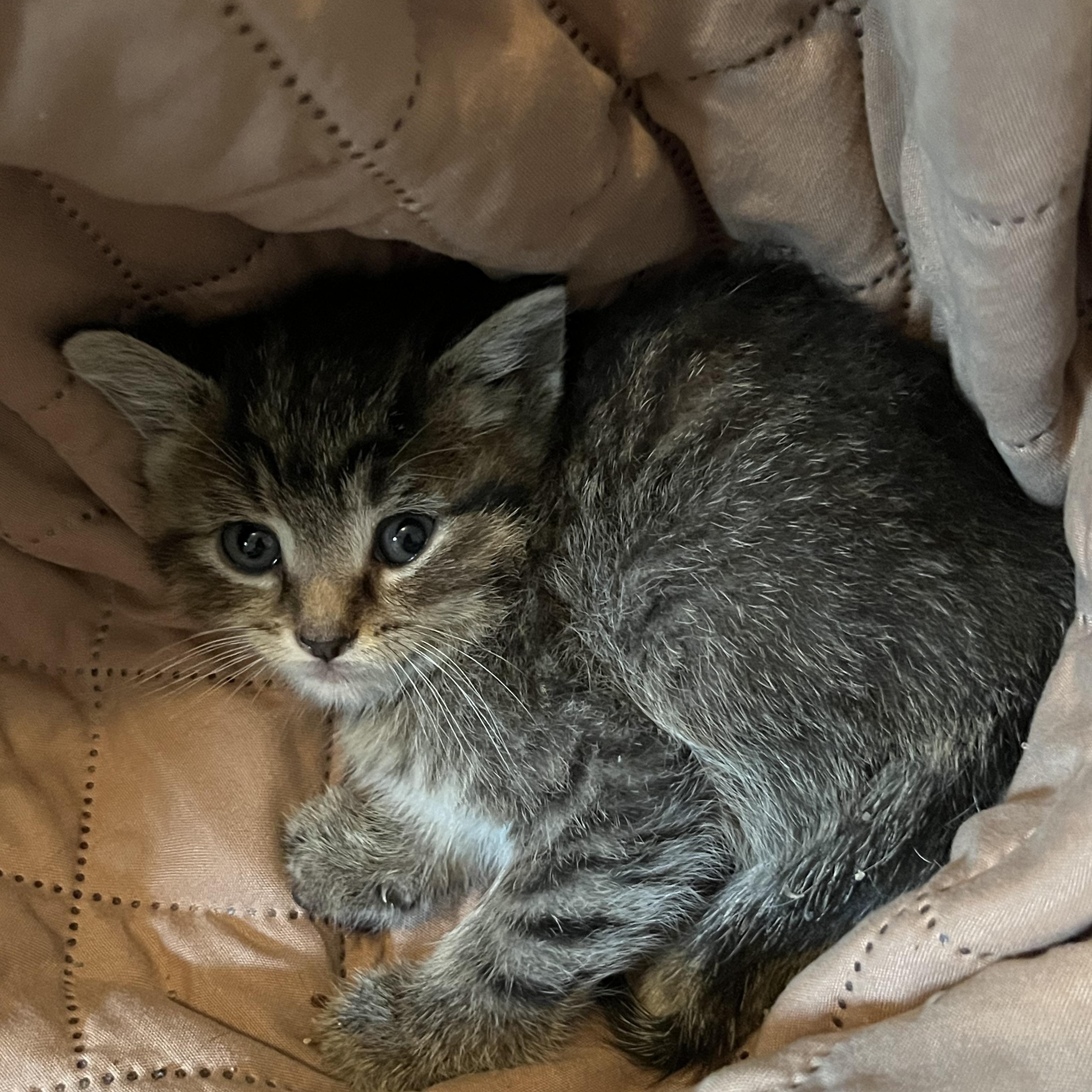 Enlarge Barney, a ADOPTABLE Domestic Short Hair in Morgantown, WV image 4/6
