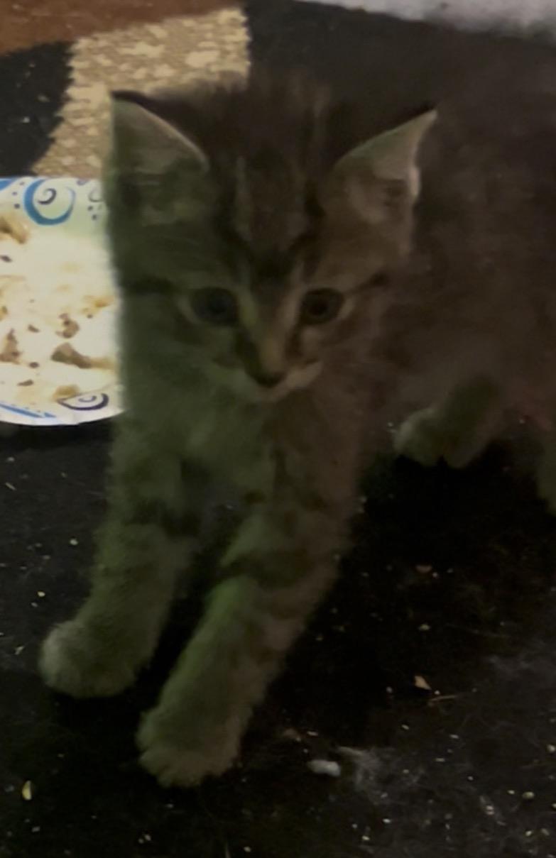 Enlarge Barney, a ADOPTABLE Domestic Short Hair in Morgantown, WV image 2/6