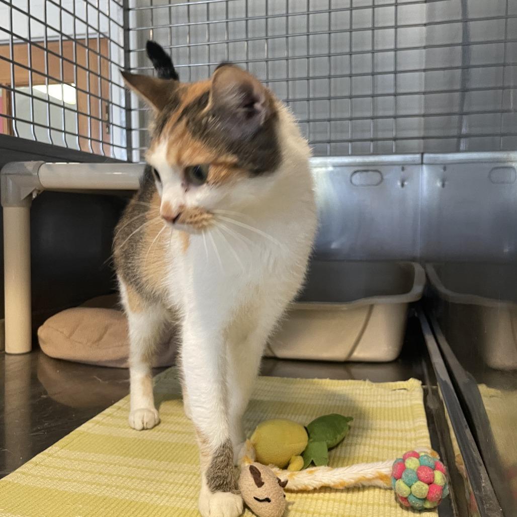 Petunia, Adoptable, Young Female Domestic Short Hair.